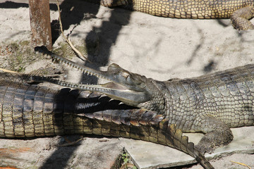  Gharial (Gavialis gangeticus). 