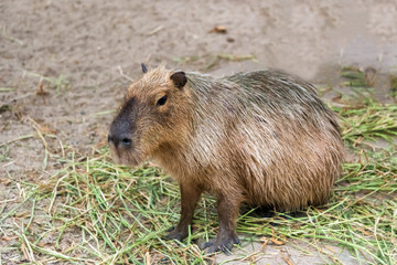 Capybara Hydrochoerus hydrochaeris sitting on the grass ground.