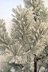 Needles in frost/ Pine branch covered with hoarfrost