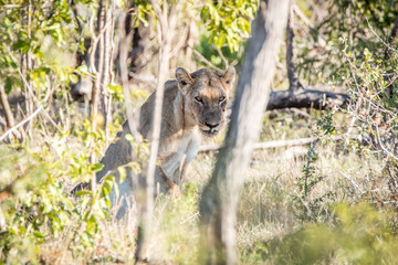 Lioness starring from in between the trees.