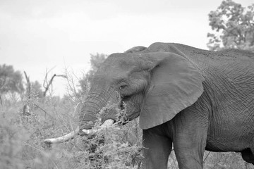 Naklejka premium Elephants - Gentle Giants