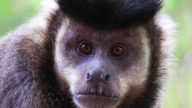 Close up do macaco-prego.