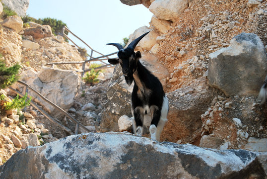 Goats in the rock.