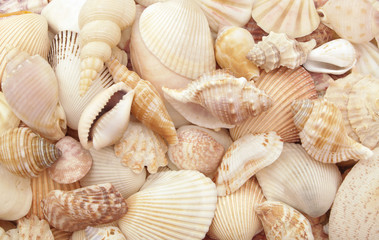Seashell background, lots of different seashells piled together