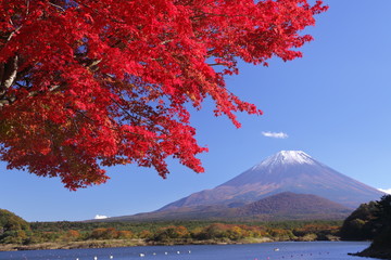 空を覆う色付き始めたカエデ