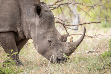 Obraz premium Grazing White rhino with a Red-billed oxpecker.