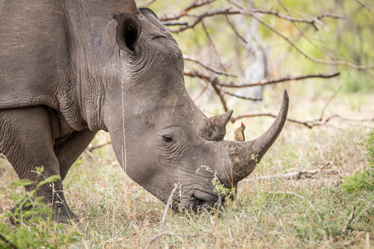 Grazing White rhino with a Red-billed oxpecker.