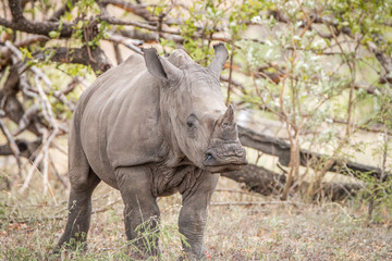 Fototapeta premium Starring White rhino calf.