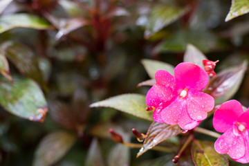 New Guinea Impatiens pink