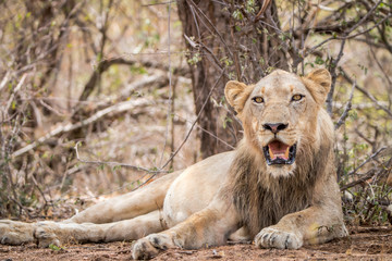 Fototapeta na wymiar Young male Lion laying in the dirt.