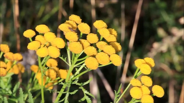 yellow wild flower, tansy Tanacetum vulgare, Rainfarn 
