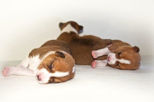 puppies sleeping on the bed