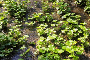 Obraz premium わさび畑