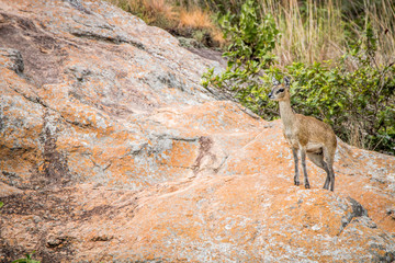Male Klipspringer standing on rocks.