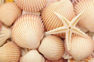Starfish on seashells background
