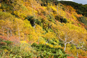 Hillside in autumn colors, Asahidake, Daisetsuzan National Park, Hokkaido, Japan