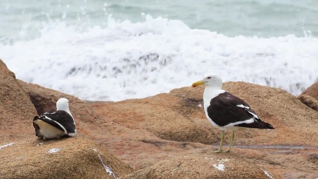 Gaivotas na rocha &agrave; beira mar.