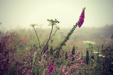 foxglove 