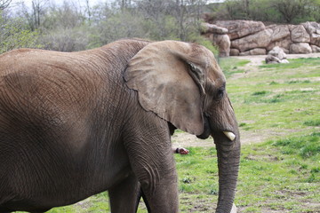 Elephant