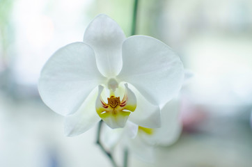 Closeup of orchid 