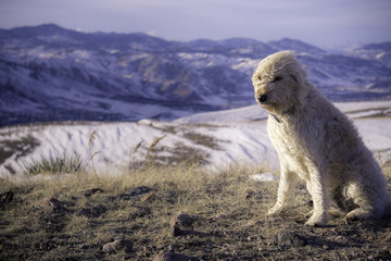 Windy on Green Mountain