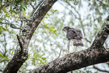 Martial eagle in a tree with a kill.