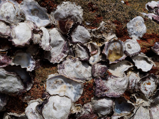 oyster shell stick at the rock on trat, Thailand