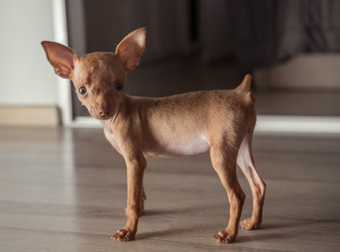 Closeup of cute miniature ginger pinscher puppy standing on the wooden floor