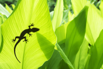 shadow of a gecko on a banana's leaf