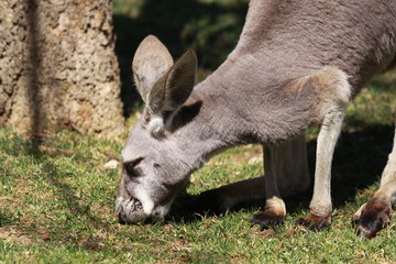 kangaroo