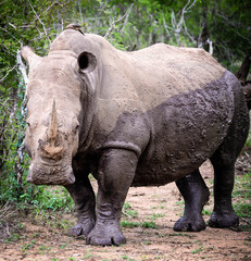 Naklejka premium Rhino