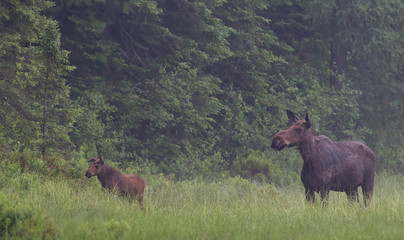 Cow moose and calf in the rain in Algonquin Park