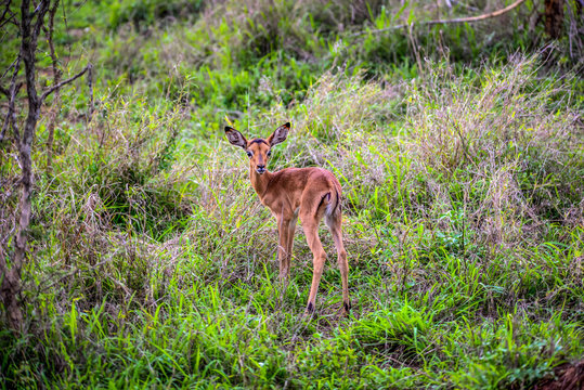 Swaziland Animal