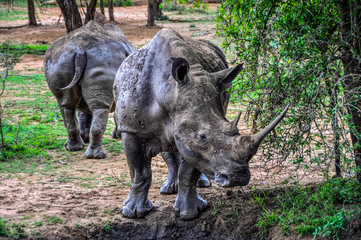 Fototapeta premium Rhino 