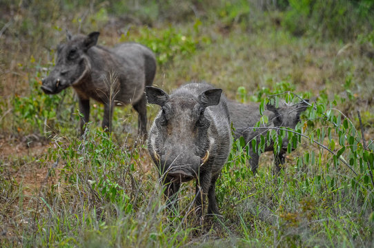 Warthog