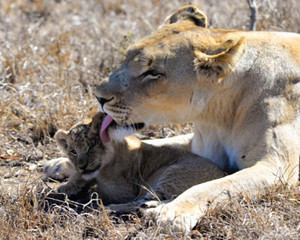 Lions & Lioness