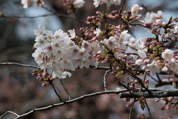 Sakura in Tokyo