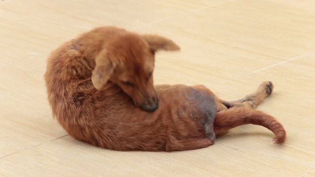 Mangy dog is scratching itch skin on the floor.
