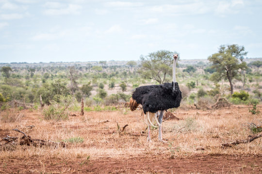 Ostrich walking in the bush.