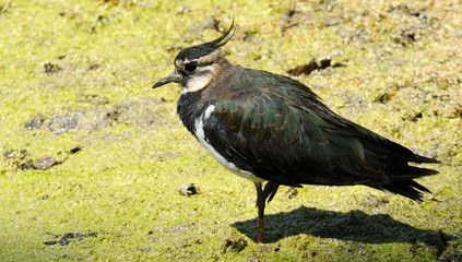 Northern Lapwing