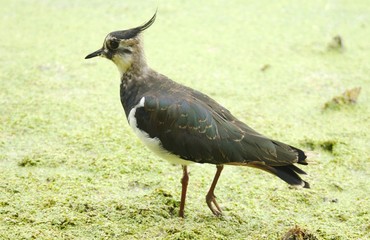 Northern Lapwing