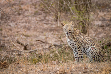 Leopard sitting in the grass.