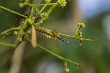 macro of worm eat leaf on tree