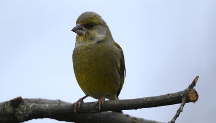 European Greenfinch