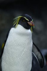 Single penguin perched