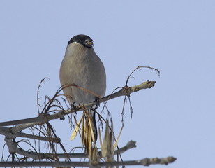 The common bullfinch on a branch of ash. Pyrrhula pyrrhula. 
