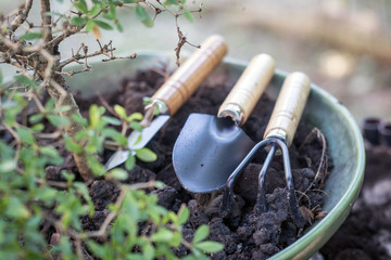 garden tools on the bonsai pots.