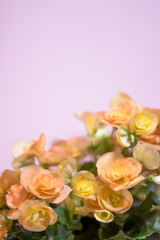 Close Up of Orange Begonia with Pink Background