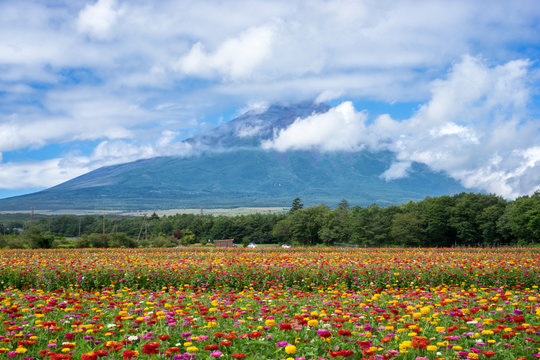 富士山と花畑（日本・静岡・山形） © chachamal