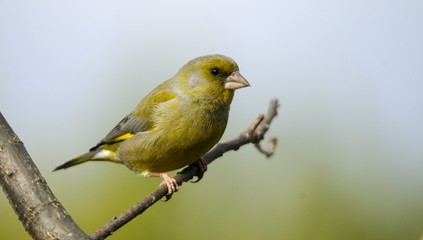 European Greenfinch